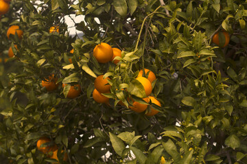 Trees with fresh juicy ripe oranges in the harvest season, orchard in the sunshine.