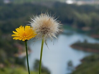 dandelion in the wind