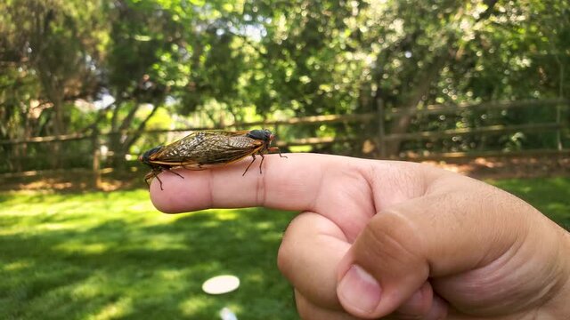 Brood X group of periodical cicadas emerge synchronously every 17 years. Consisting of three species, this group is known as Great Eastern Broods. Right after they emerge adults mate.