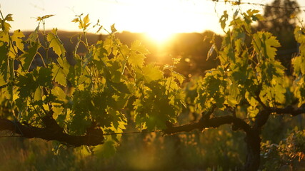 Sunset in the Vineyards