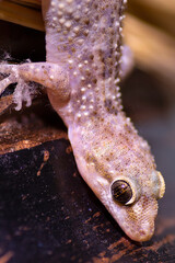 Home lizard or small lizard on black wall background