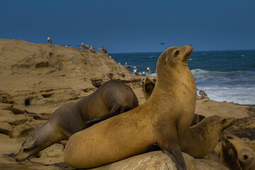 2021-05-21 LARGE SEALION SUNNNING ON THE ROCKS IN LA JOLLA CALIFORNIA