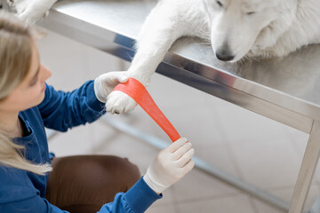 Female veterinarian binding paw of big white dog patient with red elastic bandage. Pet care and...