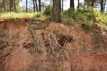 árbol con sus raíces fuera de la tierra debido a la erosión