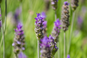 Lavender field. Lavender flower landscape.