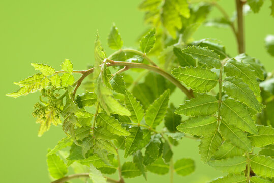 2 236 Best 山椒 Images Stock Photos Vectors Adobe Stock