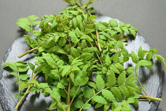 山椒の葉 Images Browse 213 Stock Photos Vectors And Video Adobe Stock