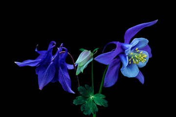 Blue columbine flowers isolated on black background
