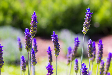 Lavender field. Lavender flower landscape. Closeup.