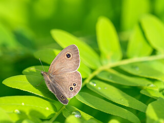 ヒメウラナミジャノメ