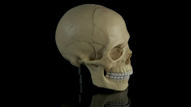 Anatomy cranium. A view of a human skull for anatomy.