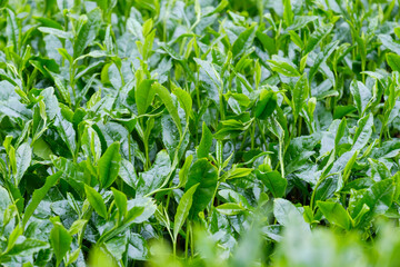 新緑の茶畑　新茶　梅雨　京都府和束町