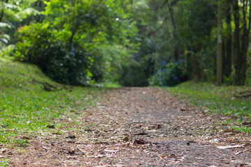 Path trough the forest with leaves. Sunny way ground view. Focus is on the leaves. Bokeh blurry background