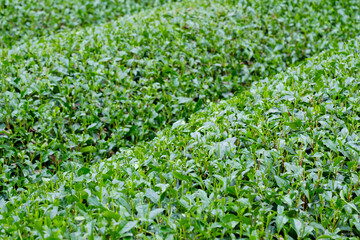 収穫直後の新緑の茶畑　新茶　梅雨　京都府和束町