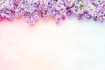 Lilac flowers bunch over a pastel pink-blue background. Beautiful violet Lilac flower border