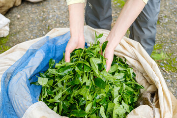 収穫直後の茶葉を持つ女性の手　新茶　宇治茶　京都府和束町
