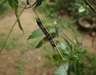 Over head view of a wired shape large caterpillar on a tree branch