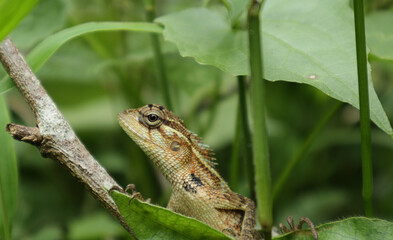 Close up of a curious golden brown and yellow color lizard straight looking while sitting on a leaf