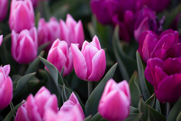 Pink tulips growing in the garden. Background of spring flowers.