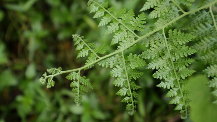Overhead view of a newly formed large fern frond leaf in the forest