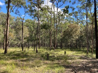 dry sclerophyll forest with grass understorey, south of Brisbane