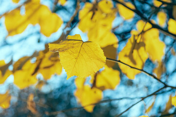 autumn leaves 