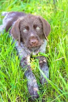 A beautiful brown deutsch drahthaar puppy with green eyes lying in tall green grass in a meadow in sunny summer day and looking into a camera. Close-up portrait of a dog. Amazing lovely pet outdoors.