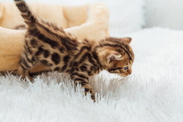 Little bengal kitten on the white fury blanket