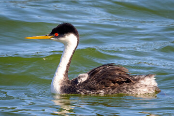 Western grebe, grebe, red eye, long beak, feather, swimming, water, black and white, pattern, reflection, mirror, ripple, wave, duck, red, black, white, courtship, male, female, eye, black, marsh, bea