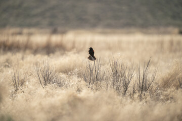 Selective focus shot of a black pied bush chat in a dry field