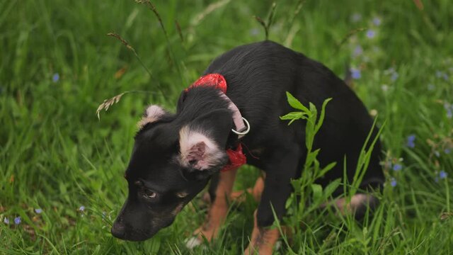 A young black dog in the grass with funny curled ears.