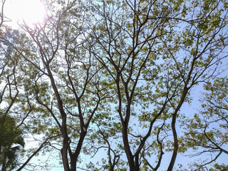 Albizia lebbeck is a species of Albizia, native to Indomalaya, New Guinea and Northern Australia and widely cultivated and naturalised in other tropical and subtropical regions.