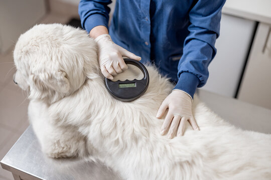 Veterinarian checking microchip implant under sheepdog dog skin in vet clinic with scanner device. Registration and indentification of pets. Animal id passport.