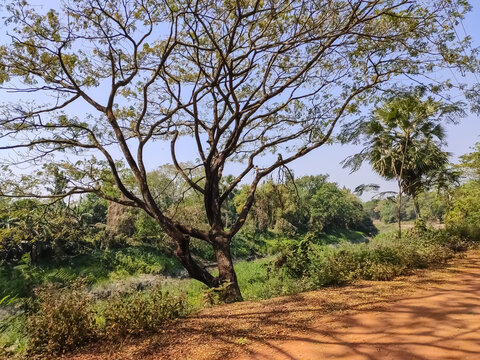 Albizia lebbeck is a species of Albizia, native to Indomalaya, New Guinea and Northern Australia and widely cultivated and naturalised in other tropical and subtropical regions.
