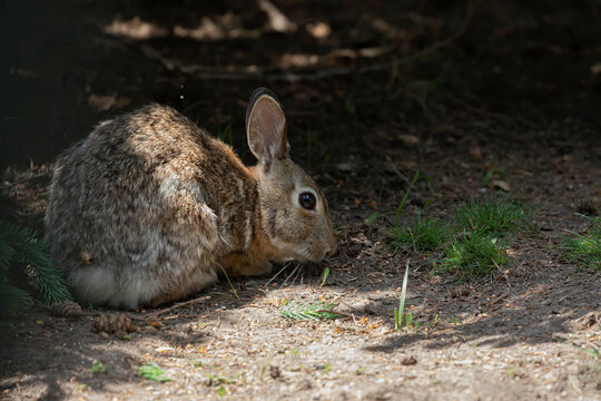 The eastern cottontail (Sylvilagus floridanus) in park © karel