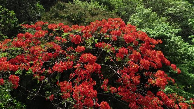 Beautiful red royal poinciana or flamboyant flower (Delonix regia) in summer