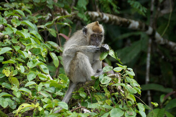 Naklejka na ściany i meble Long-tailed macaque (crab-eating macaque) sitting in tree along Sungai Kinabatangan (Kinabatangan River), Sukau, Sabah (Borneo), Malaysia