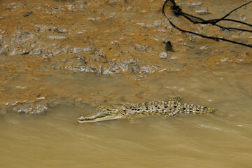 Young saltwater (estuarine) crocodile in shallow water of Sungai Kinabatangan (Kinabatangan River), Sukau, Sabah (Borneo), Malaysia