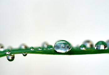 water drops on the green grass blade