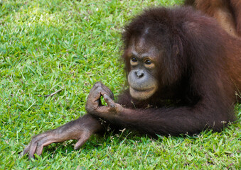 Portrait of young female Bornean orangutan at Sepilok Orang Utan Rehabilitation Centre, Sandakan, Sabah (Borneo), Malaysia