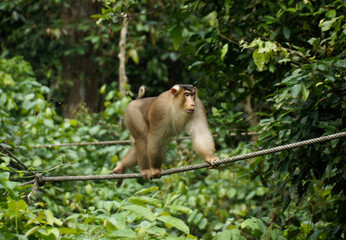 Male pig-tailed macaque (pig-tail macaque, southern pig-tailed macaque) walking on cable in forest at Sepilok Orang Utan Rehabilitation Centre, Sandakan, Sabah (Borneo), Malaysia