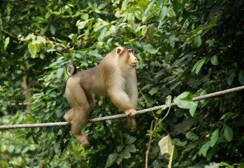 Male pig-tailed macaque (pig-tail macaque, southern pig-tailed macaque) walking on cable in forest...