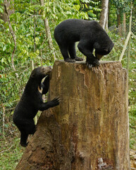 Malayan sun bears climbing on tree stump at Bornean Sun Bear Conservation Centre, Sandakan, Sabah (Borneo), Malaysia - obrazy, fototapety, plakaty