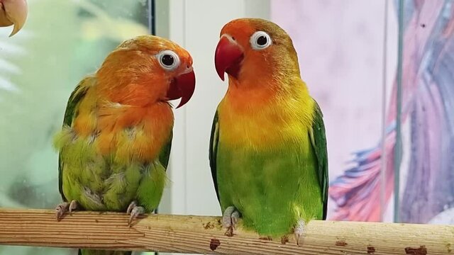 pair lovebird parrot. large, colorful, beautiful parrots. 