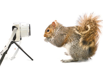 A squirrel pose in front of  the camera - isolated on white background