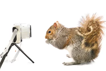 Schilderijen op glas A squirrel pose in front of  the camera - isolated on white background © Orhan Çam