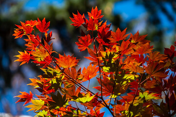 Amazing Japanese maple red, yellow leaves illuminated by a sunlight enhancing it colors. Momiji season. 