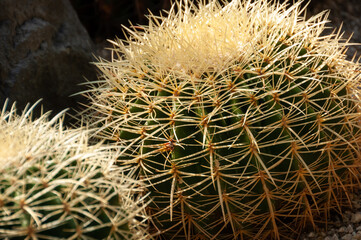 Cactus with long, golden spines. Close Up of (Echinocactus grusonii) illuminated by a soft light. Amazing and ornamental background.