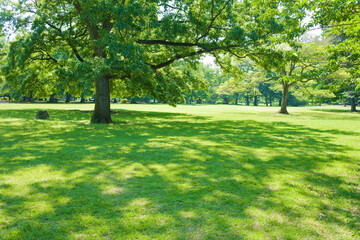green garden