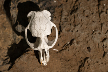The skull of a yellow-bellied marmot soaks up the sun on a rock.